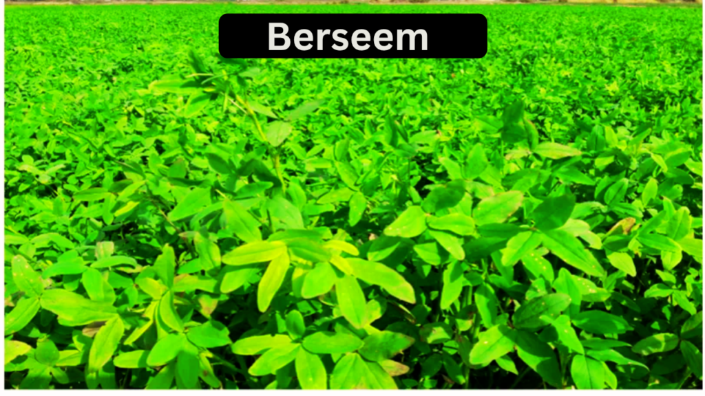 Berseem