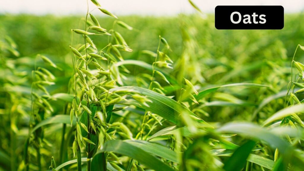 BioChemorganics Seeds OATS